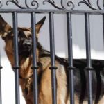 Biden's Dog Bites Agents 24 Times