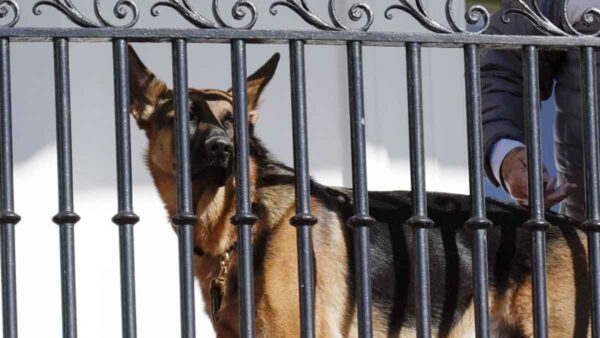 Biden's Dog Bites Agents 24 Times