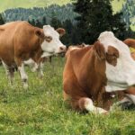 Person in mask with chicken - Bird Flu News