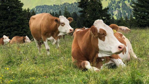 Person in mask with chicken - Bird Flu News