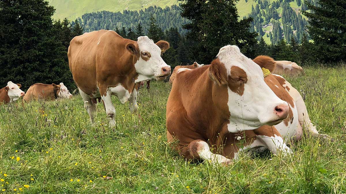 Person in mask with chicken - Bird Flu News
