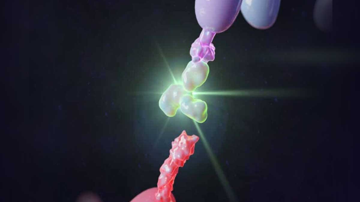 PD-1 Antibody Targeting Immune Checkpoint Inhibition