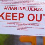Chickens Positive for H7 Bird Flu