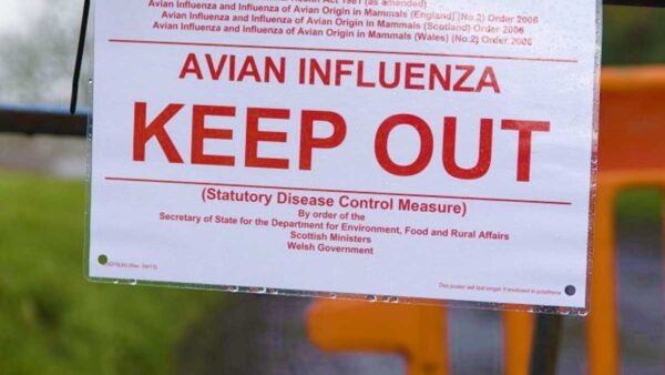 Chickens Positive for H7 Bird Flu