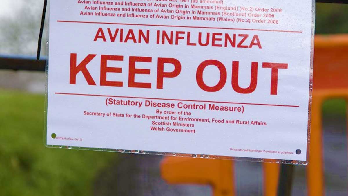 Chickens Positive for H7 Bird Flu