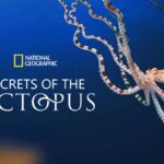 Secrets Of The Octopus