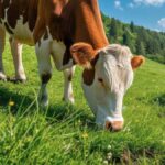 Holstein cows in a Palouse pasture near
