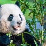 Smithsonian Celebrates Giant Panda Xiao Qi Ji's Second Birthday