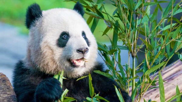 Smithsonian Celebrates Giant Panda Xiao Qi Ji's Second Birthday