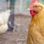 Bird Flu Pandemic Warning