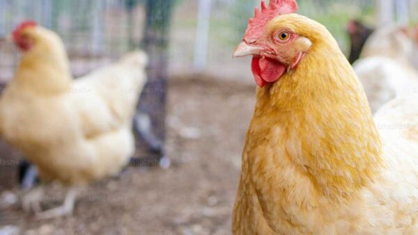 Bird Flu Pandemic Warning