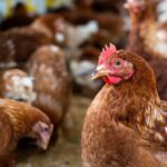 H5N2 Bird Flu in Mexico