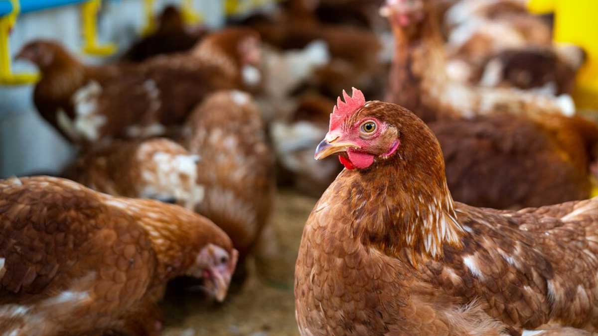 H5N2 Bird Flu in Mexico