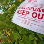 Chickens Test Positive For H7 Bird Flu