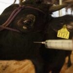 Japan Struggles To Contain Bird Flu Outbreak