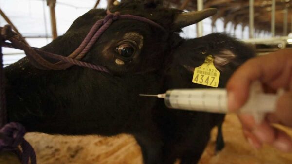 Japan Struggles To Contain Bird Flu Outbreak