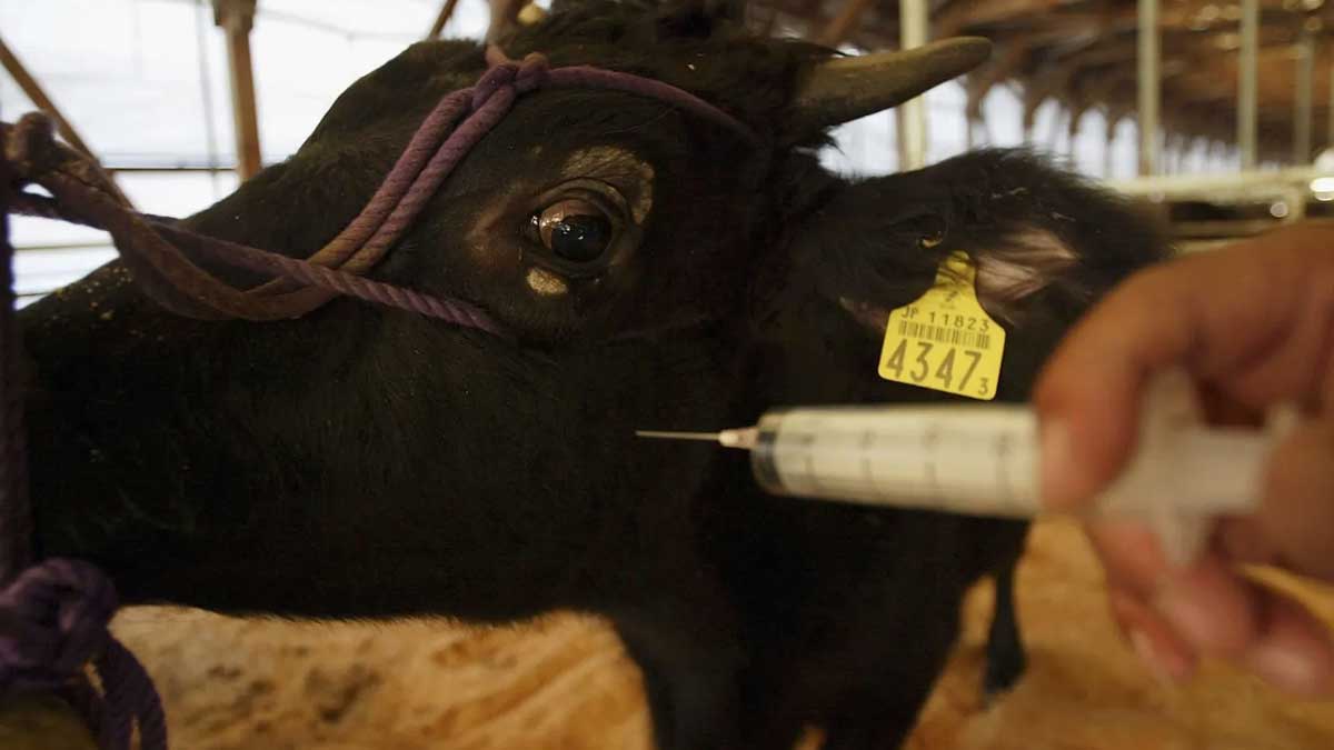 Japan Struggles To Contain Bird Flu Outbreak