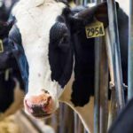 H5N1 Flu's Mammal Spread