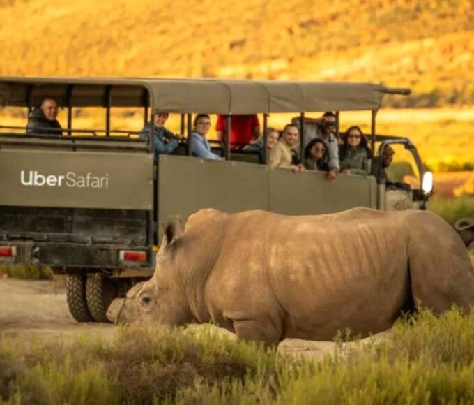 Uber Safari