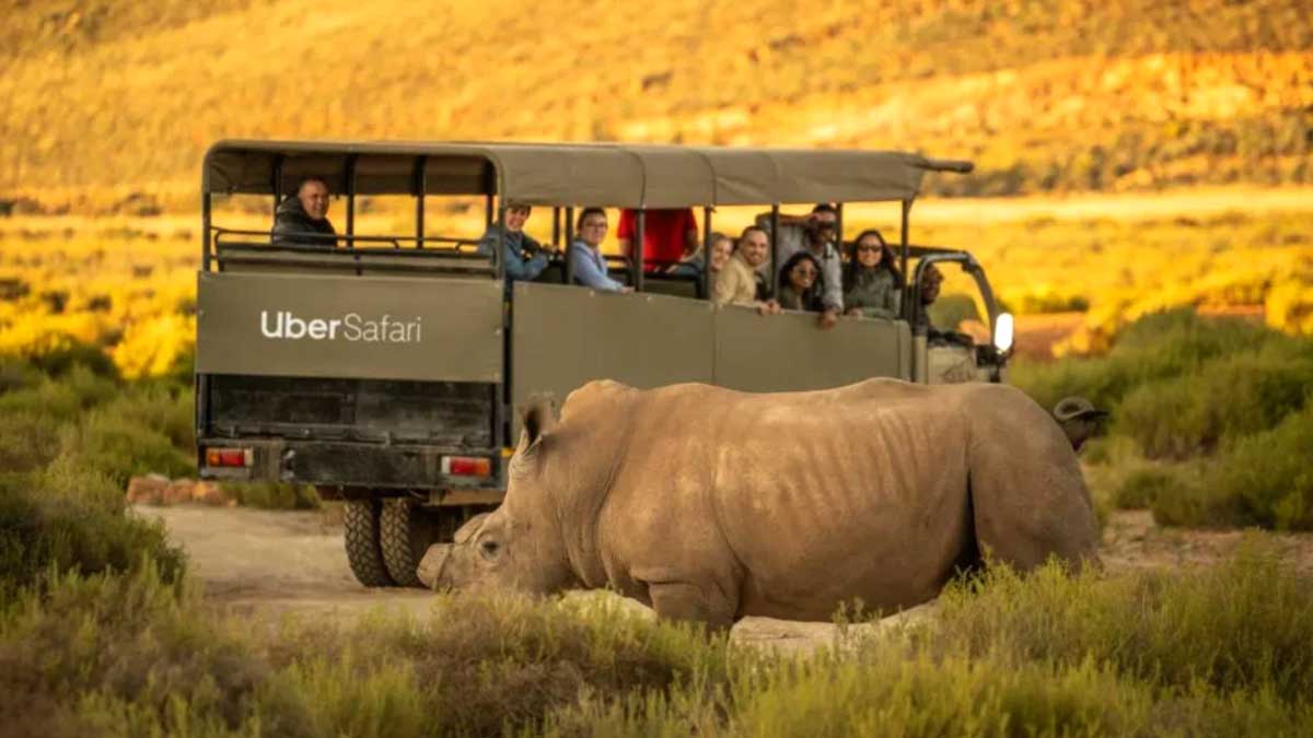 Uber Safari