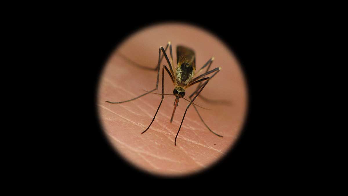 mosquito-borne illnesses
