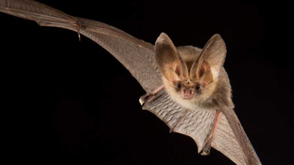 Bats' Agricultural Role at Risk, Tech Offers Hope - 193 Countries ...