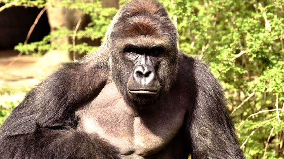 Harambe tribute gorilla