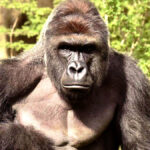 Harambe tribute gorilla