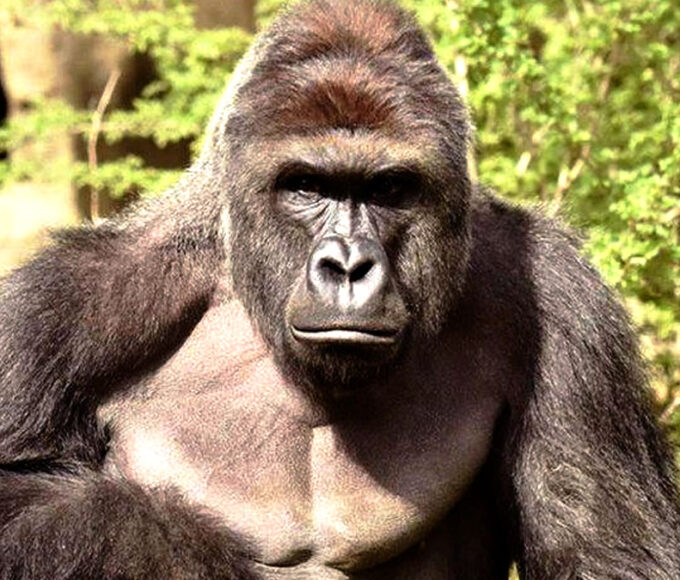 Harambe tribute gorilla