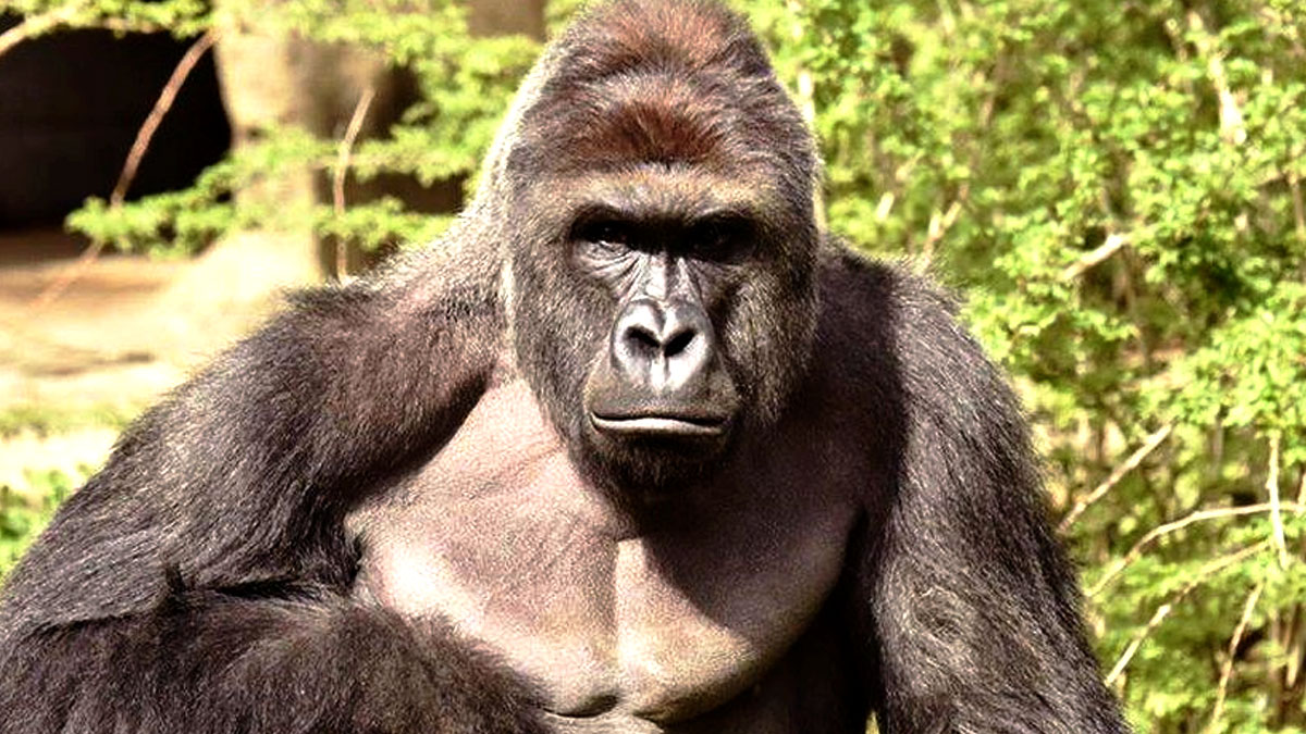 Harambe tribute gorilla