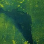 Peeling blue paint in Lincoln Memorial Reflecting Pool