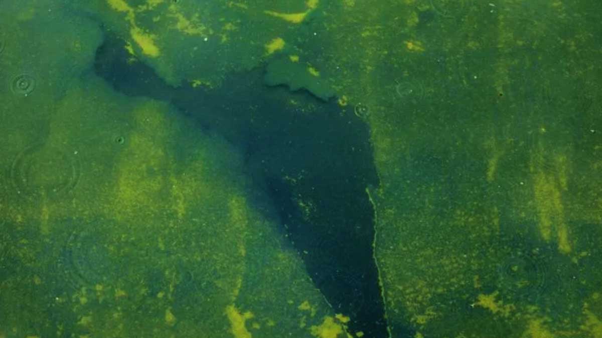 Peeling blue paint in Lincoln Memorial Reflecting Pool